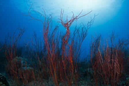 red-whip-corals-with-blue-background