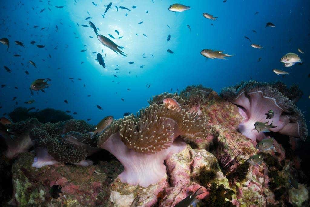 reef-scene-koh-tao-chumphon