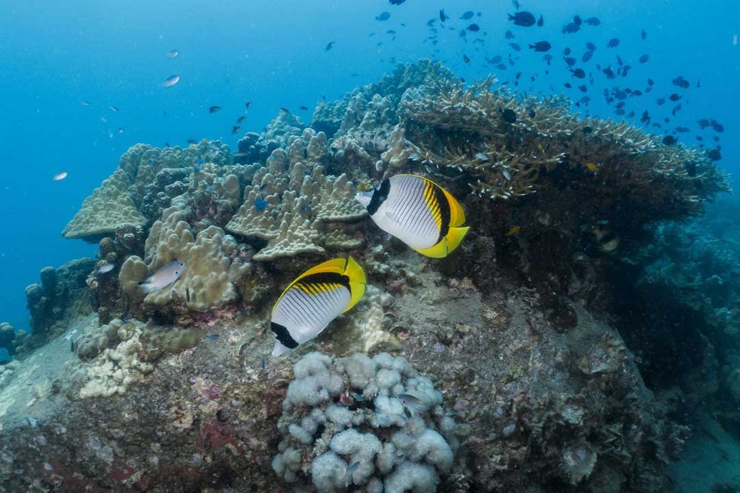 reef-scene-koh-tao