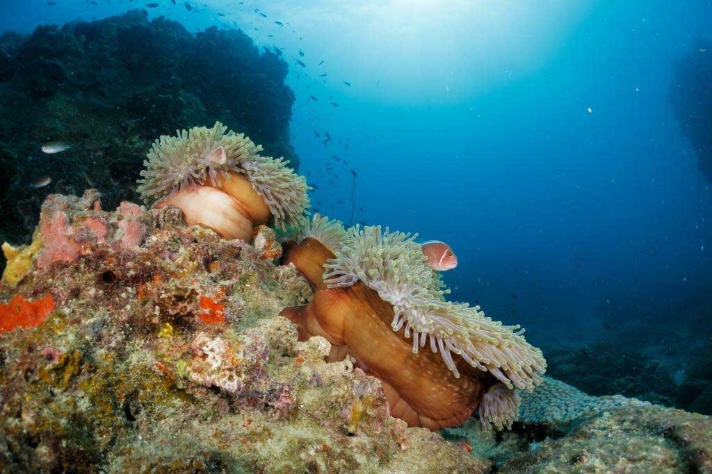 reef-scene-twins-koh-tao