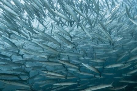 school-of-barracudas