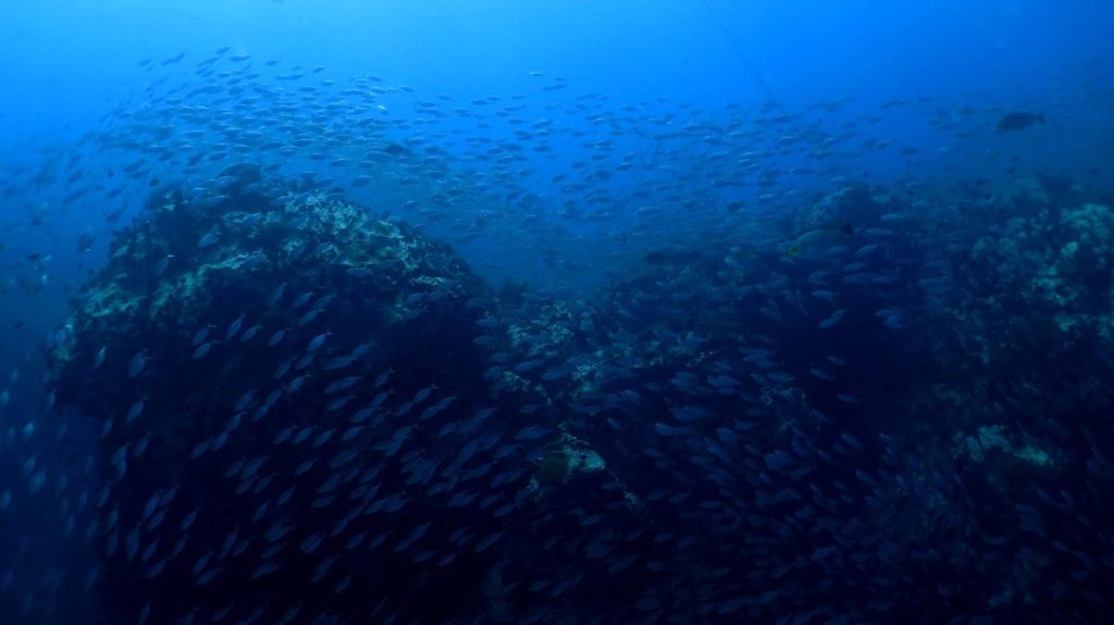 schooling-fish-chumphon-pinnacle