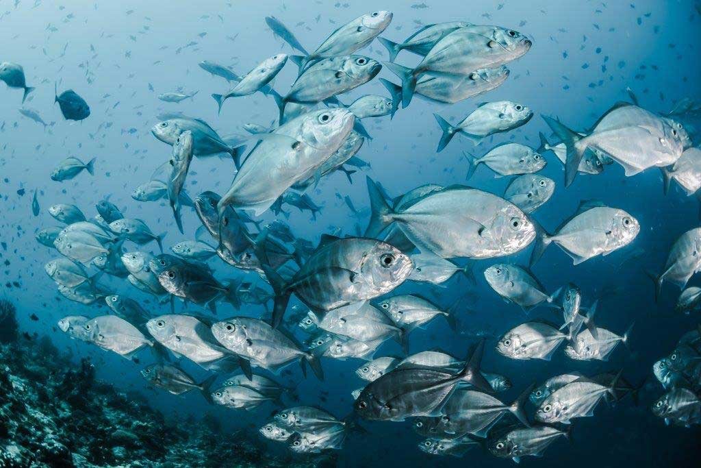 schooling-fish