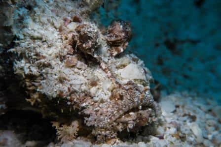 scorpion-fish-koh-tao