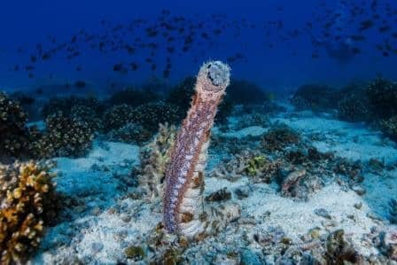 sea-cucumber-on-koh-tao