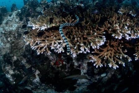 sea-snake-green-rock-koh-tao