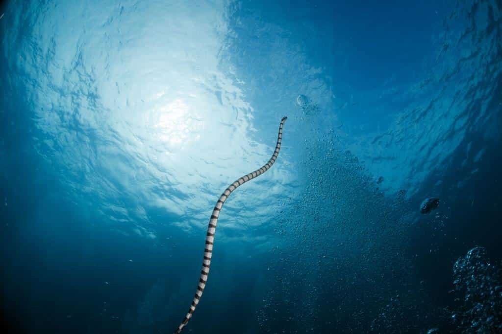 sea-snake-white-rock-koh-tao