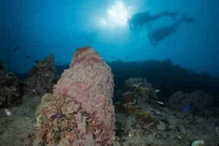 silhouette-shot-two-divers-barrel-sponge