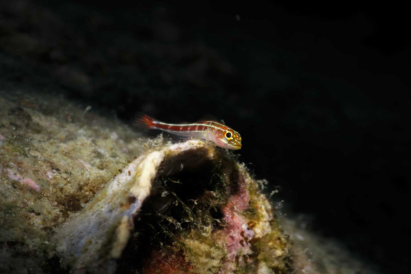 small-colorful-fish-black-background