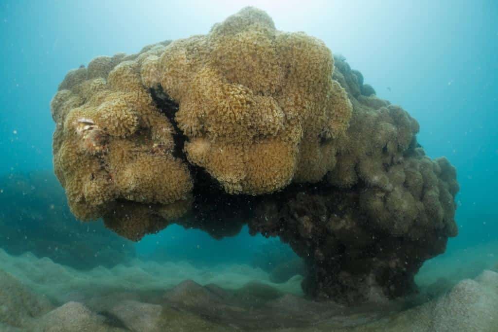 soft-coral-head-koh-tao