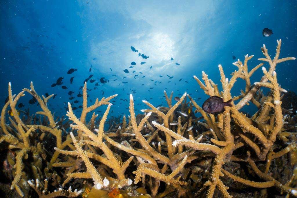 staghorn-coral-twins-koh-tao