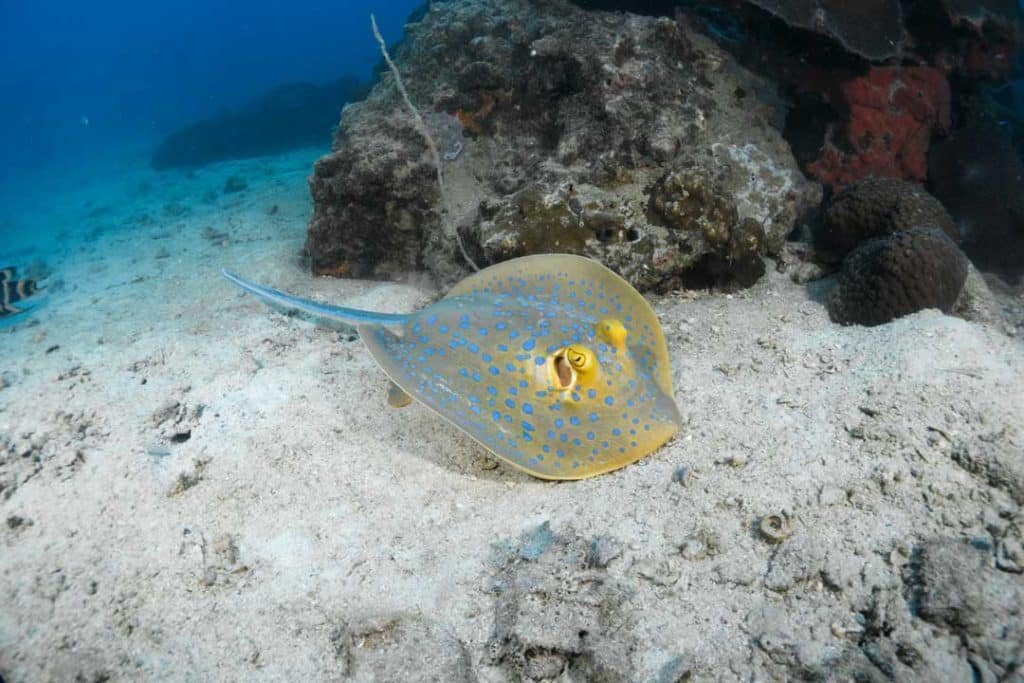 Blue-spotted Sting Ray at White Rock