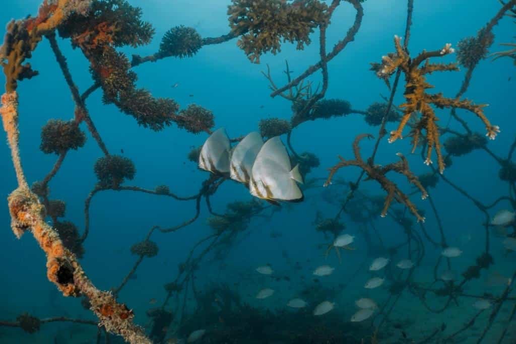 three-batfish-arificial-reef