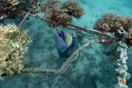 trigger-fish-at-junkyard-koh-tao