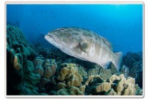 trought-white-rock-koh-tao