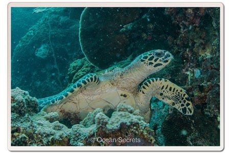 turtle-at-white-rock-koh-tao