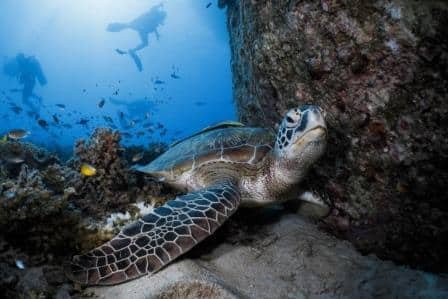 turtle-koh-tao-thailand