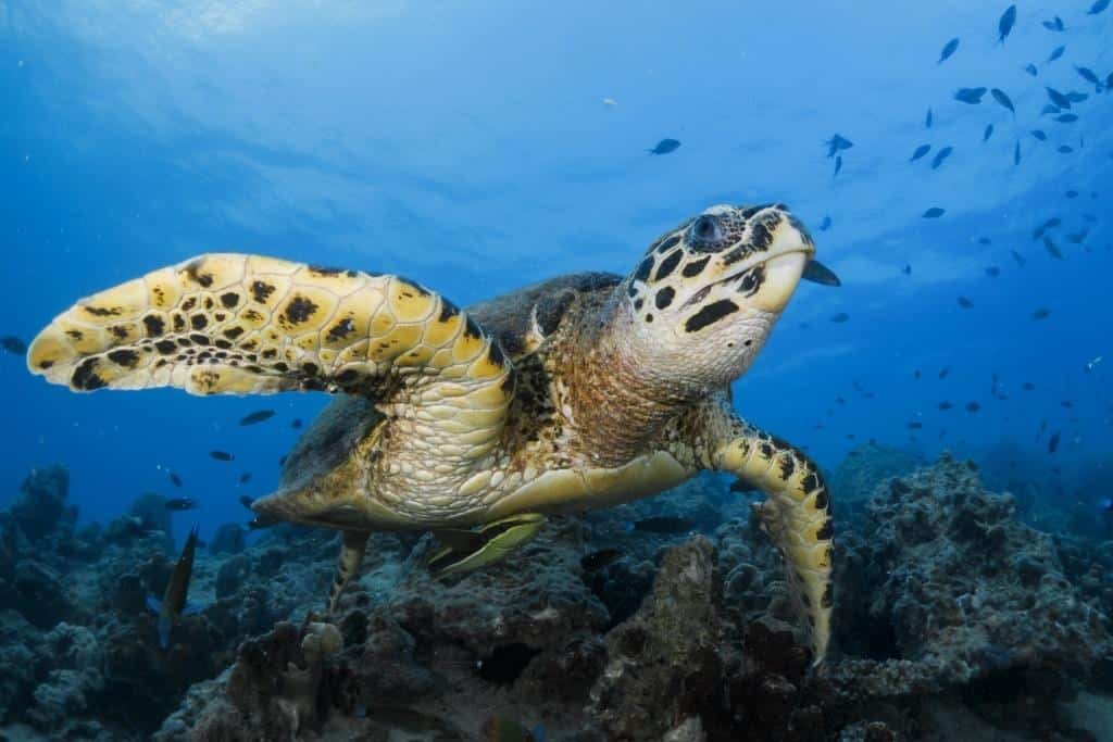 turtle-koh-tao