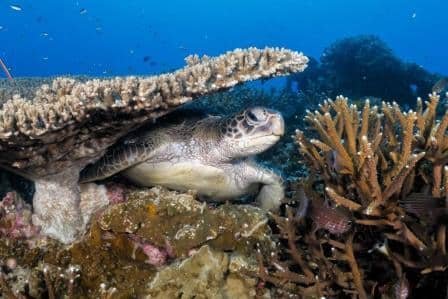 turtle-white-rock-koh-tao