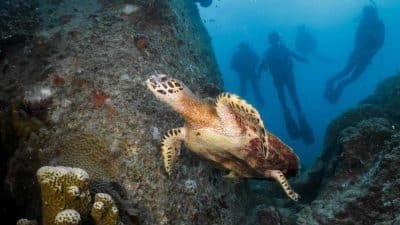 Turtle