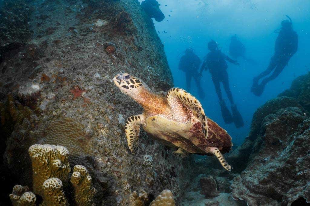 turtle-with-divers-in-the-background