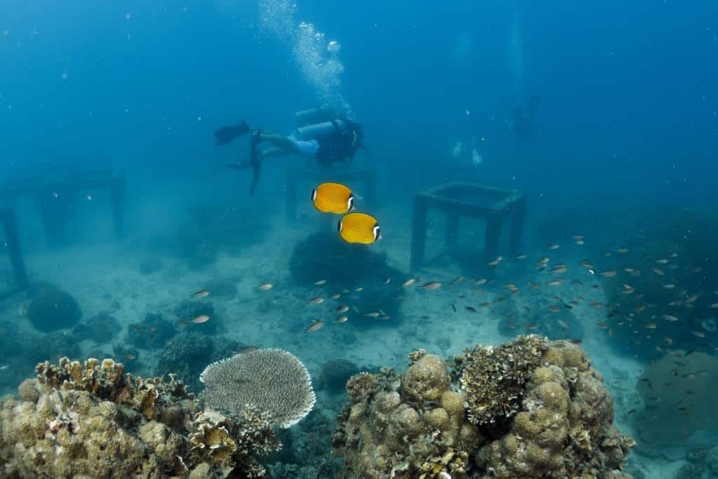 two-divers-with-butterfly-fish