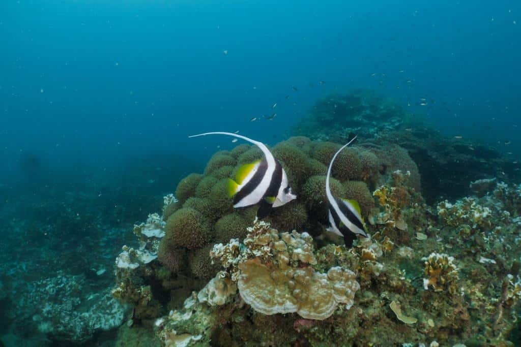 two-longfin-bannerfish-koh-tao