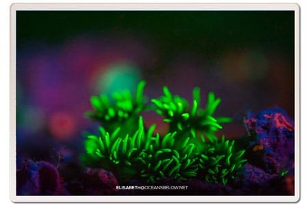 uv-corals-koh-tao