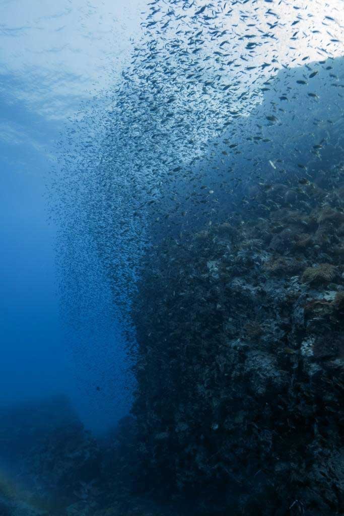 vertical-shot-reef-with-schoal-of-fish