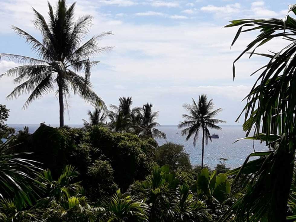 view-with-palmtrees