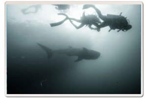 whale shark black and white