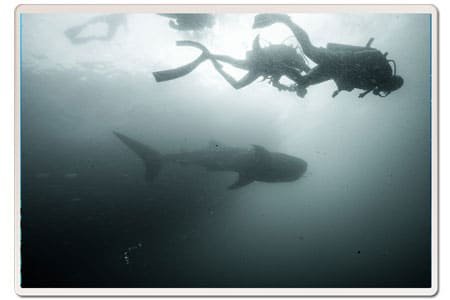 whale-shark-black-and-white