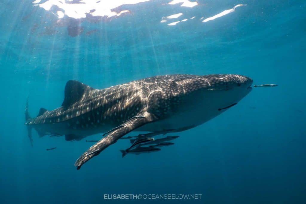 whale-shark-koh-tao