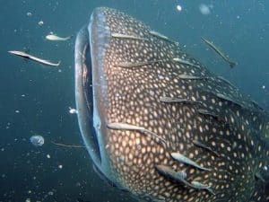 whaleshark on the surface