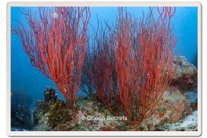 whip-corals-koh-tao