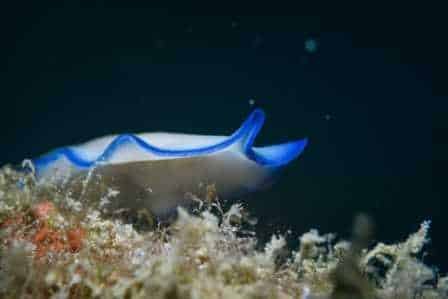 white-and-blue-nudibranch-with-black-background