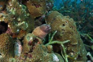 white eyed moray eel at white rock