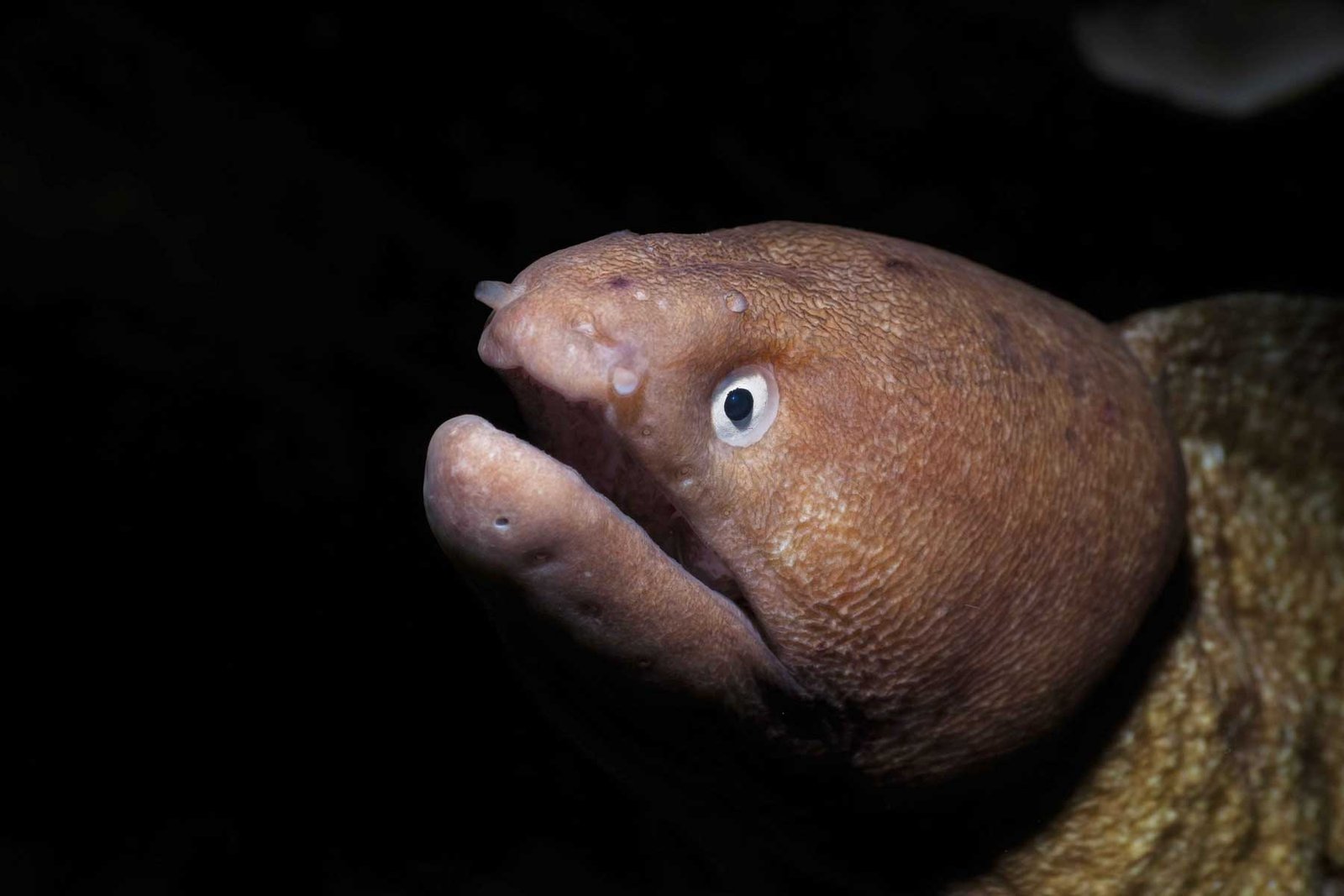 white-eyed-moray-eel-koh-tao