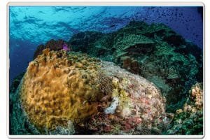 white-rock-corals-and-nudi