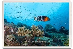 wrasse-fish-lighthouse-koh-tao