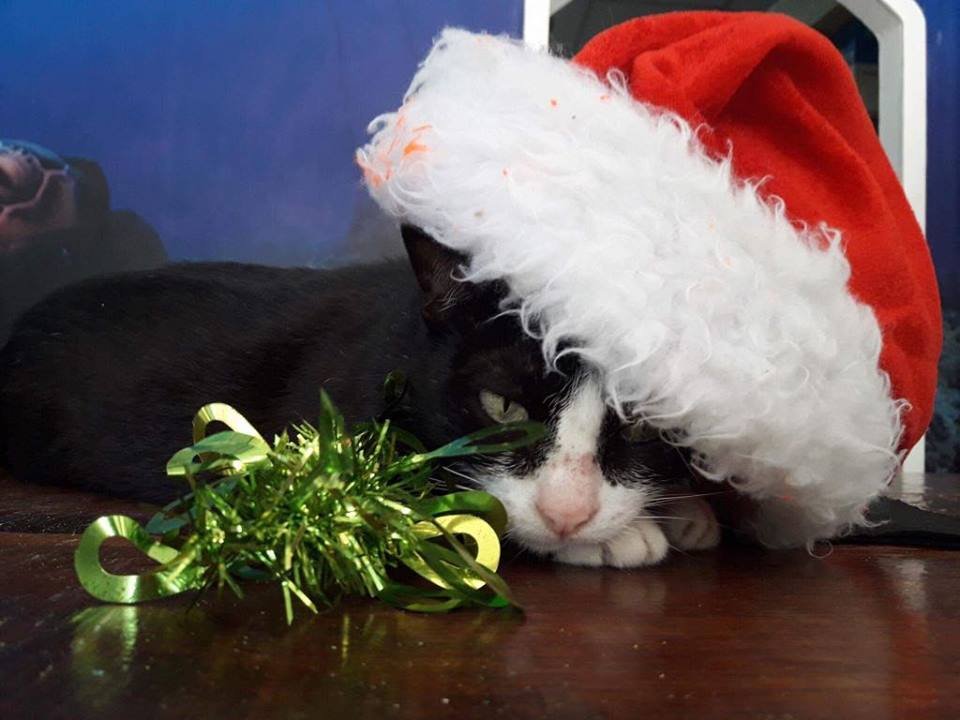 xmas-cat