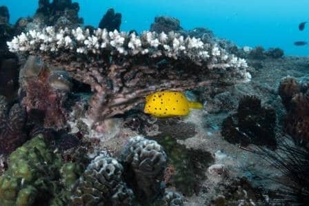 yellow-boxfish-hiding-under-table-coral