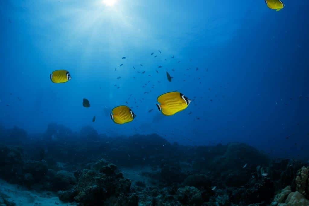 yellow-butterfly-fish-at-white-rock-koh-tao