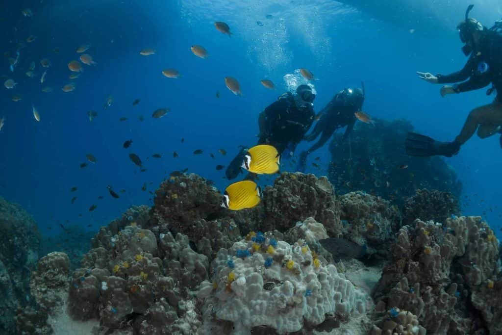 yellow-butterfly-fish-divers-background