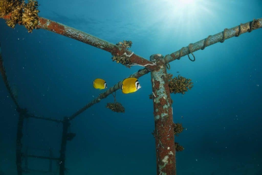 yellow-butterfly-fish-twins-koh-tao