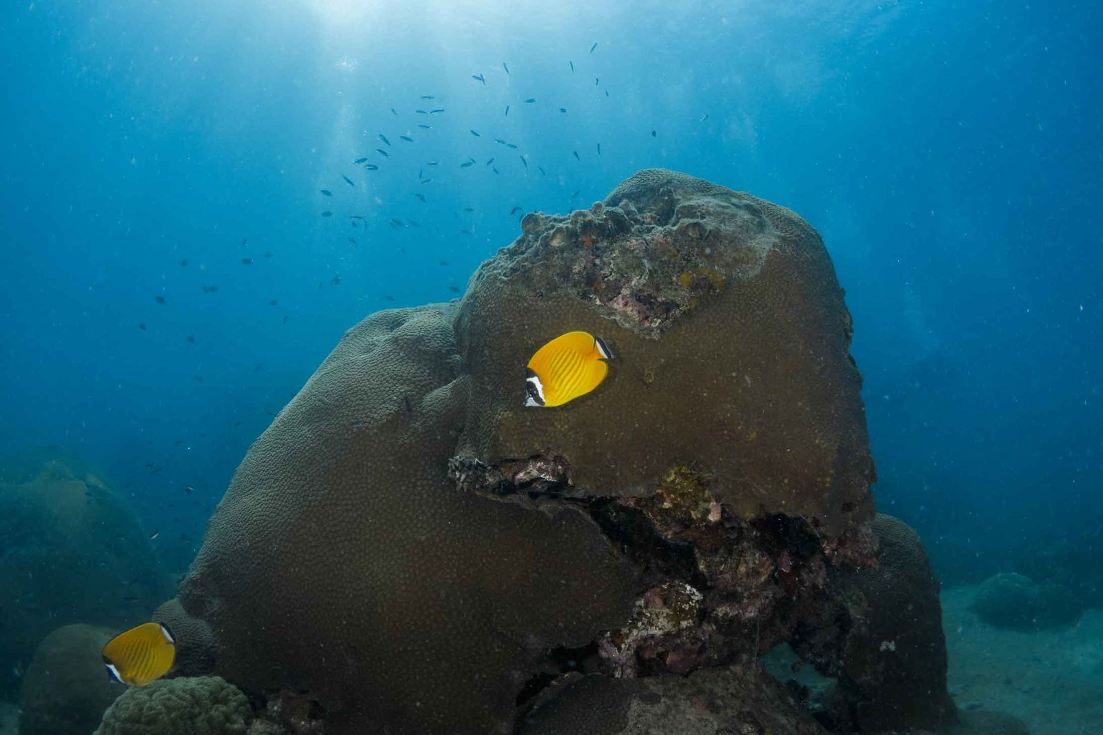 yellow-butterflyfish-koh-tao