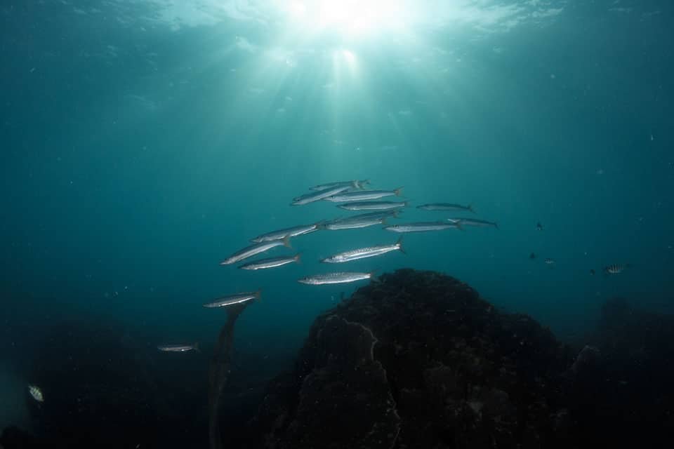 Yellow Tailed Barracuda