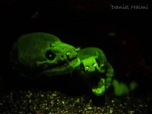 Moray Eels UV dive