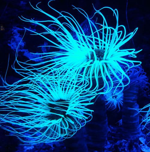 Dive into the Neon Underworld: UV Night Snorkeling and Diving in Koh Tao
