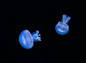zdenek machacek SWRyEzRbrIM unsplash